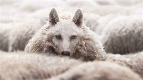 wolf in sheep's clothing